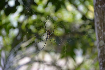 spider on web