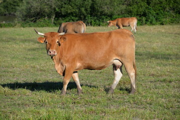 cows in a field