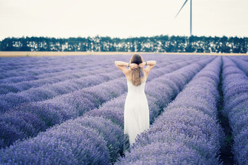 Wall Mural - rear view of a long-haired woman in a white dress with raised arms among blooming lavender field bef
