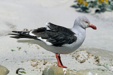 Wall Mural - Goéland de Scoresby,.Leucophaeus scoresbii, Dolphin Gull