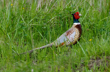 Wall Mural - Faisan de Colchide,.Phasianus colchicus, Common Pheasant, mâle