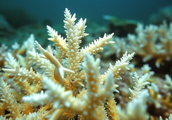 A macro image of bleached coral polyps, highlighting their skeletal remains