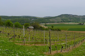 Wall Mural - Landschaft und Weinberge im Naturschutzgebiet Mäusberg bei Karlstadt, Landkreis Main-Spessart, Unterfranken, Bayern, Deutschland