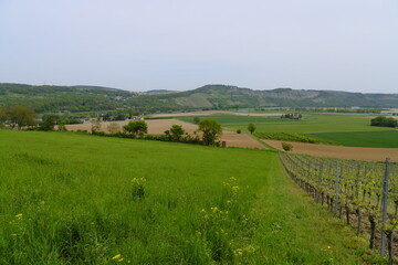 Canvas Print - Landschaft und Weinberge im Naturschutzgebiet Mäusberg bei Karlstadt, Landkreis Main-Spessart, Unterfranken, Bayern, Deutschland