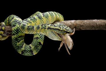 Wall Mural - wagleri pit viper snakes on branch (tropidolaemus wagleri), ular mangrove