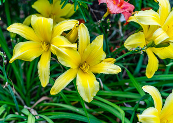 Canvas Print - Seatac Brilliant Yellow Flowers 2