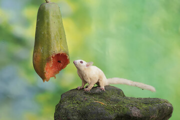 Wall Mural - A young sugar glider eating a ripe papaya fruit on a tree. This mammal has the scientific name Petaurus breviceps.
