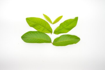 green guava leaves isolated on white