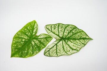 green and white caladium leaf isolated on white background