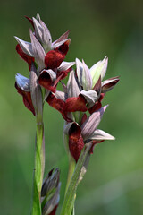 Wall Mural - Herzförmiger Zungenstendel // Heart-shaped Tongue Orchid (Serapias cordigera) - Strofilia, Peloponnes, Griechenland