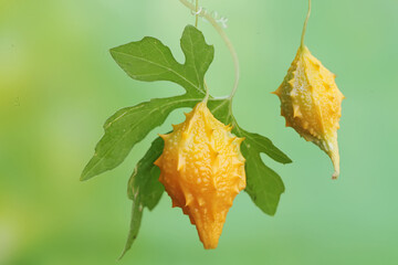 The beauty of ripe balsam pear fruit with a bright yellow color. This plant has the scientific name Momordica balsamina.