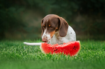 Wall Mural - dachshund dog eats delicious juicy watermelon in nature, dog food with berries and fruits