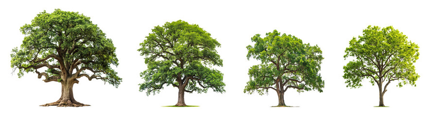 Poster - Landscape with an oak tree collection isolated on transparent or white background