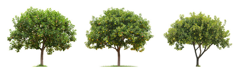 Poster - large apple trees with green leaves isolated on transparent background