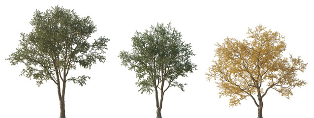 Wall Mural - Set of Gleditsia triacanthos (the honey locust, the thorny locust or thorny honeylocust) frontal set summer and autumn trees isolated png on a transparent background perfectly cutout