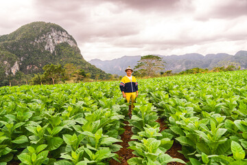 person hiking in the mountains in tobacco plantation visit of viñales valley in cuba tourist travel tour