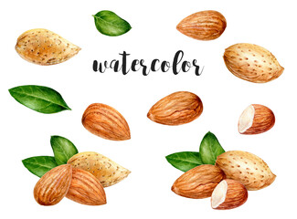 Wall Mural - Watercolor Almond Nuts and Leaves Illustration for art, autumn, botanical, food, and nature themes