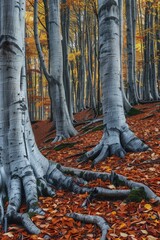 Poster - A group of trees with fallen leaves on the ground