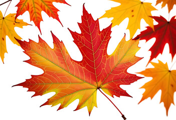 Wall Mural - colorful maple leaf autumn isolated white background fall season foliage texture high resolution high details vibrant