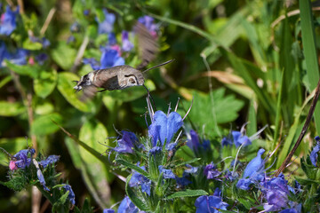 Wall Mural - Hummingbird hawk-moth (Macroglossum stellatarum) feeding on flowers