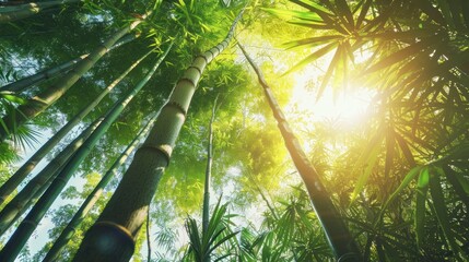 sunlight through bamboo forest