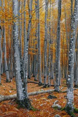 Poster - A group of trees in a forest surrounded by fallen leaves, great for autumn or nature-themed designs