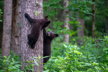 Wall Mural - Black bear cubs climbing a tree