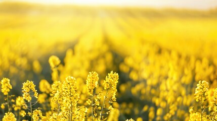 Canvas Print - Rapeseed field for green energy and healthy oil production