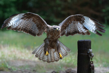 Canvas Print - Common Buzzard (Buteo buteo) flying in the forest of Noord Brabant in the Netherlands.  Green forest background