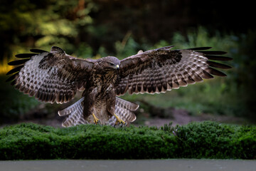 Canvas Print - Common Buzzard (Buteo buteo) flying in the forest of Noord Brabant in the Netherlands.  Green forest background