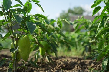 Wall Mural - Bell pepper plants growing in field on sunny day