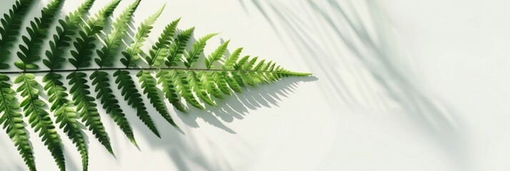 Poster - A single fern leaf casts a delicate shadow pattern on a soft white surface, creating a natural and elegant design