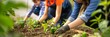 © Elmira - Volunteers work together in a community garden, planting green bell pepper seedlings in rich soil