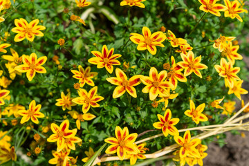 Wall Mural - close-up of stellar bidens in full sunlight