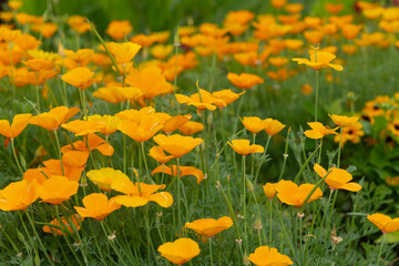 Sticker - field of Eschscholzia californica (California poppy, golden poppy, sunlight, cup of gold) flowering plants (papveraceae)