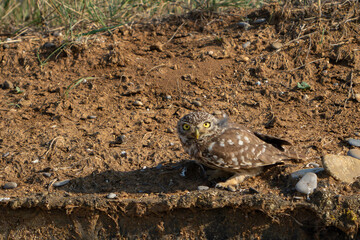 Wall Mural - Little owl in natural habitat Athene noctua