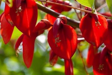 Wall Mural - Cockspur coral tree flowers, Erythrina crista galli