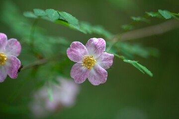 Sticker - Flower of the wild rose Rosa elegantula