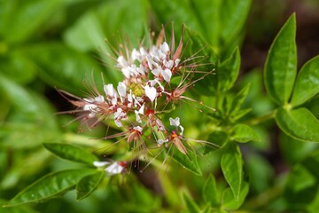 Sticker - African gabbage, Cleome gynandra