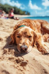 Wall Mural - A dog is laying on the beach, looking at the camera. The beach is empty, and the sky is blue