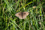meadow brown butterlfy