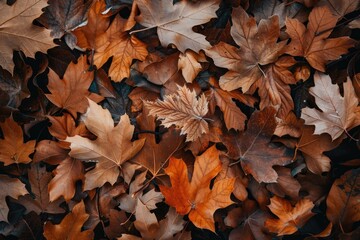 Poster - A pile of brown leaves scattered across the ground, perfect for autumn or nature-themed projects