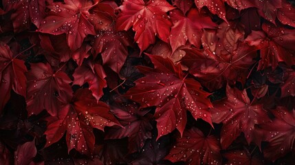 Poster - Close-up of a bunch of red leaves with water droplets on them, great for autumn or nature photography