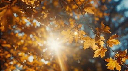 Aufkleber - A serene scene with sunlight shining through tree leaves, great for nature and outdoor-themed projects