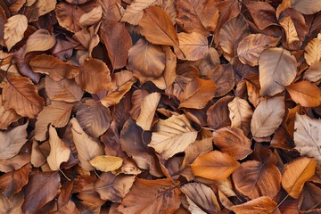 Sticker - A pile of fall leaves scattered across the ground, awaiting decomposition