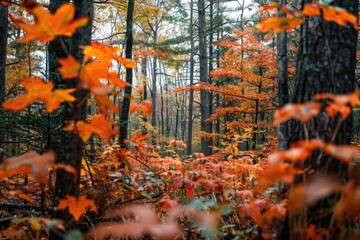 Aufkleber - A serene landscape featuring a dense forest with abundant orange leaves