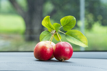 Wall Mural - Close-up of three red crab apple(Malus prunifolia) fruits with leaf on the floor at an orchard near Mungyeong-si, South Korea