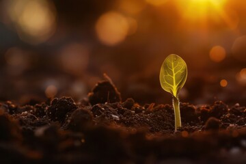 Wall Mural - closeup of a delicate green seedling emerging from rich dark soil backlit by a warm sunset glow symbolizes hope growth and new beginnings