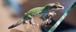 © Kumblack - A vibrant green lizard poses on glass, showcasing its delicate features, ideal for nature-related themes and wildlife photography.