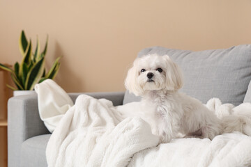 Poster - Cute Maltese dog sitting on sofa at home